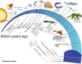 Evolution Timeline